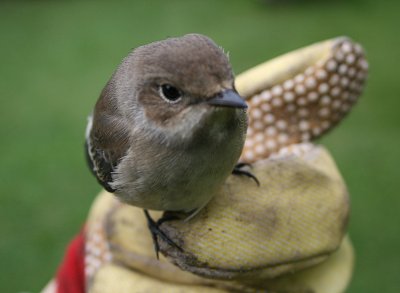 vogel1.jpg