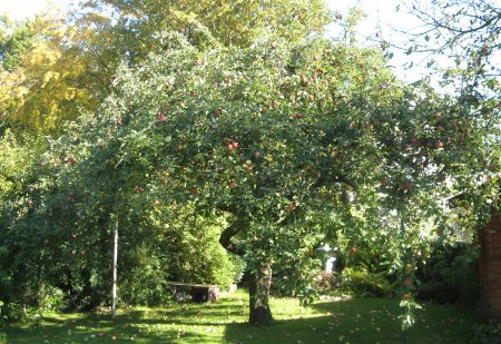 apfel01.jpg