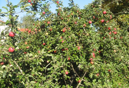 apfel02.jpg